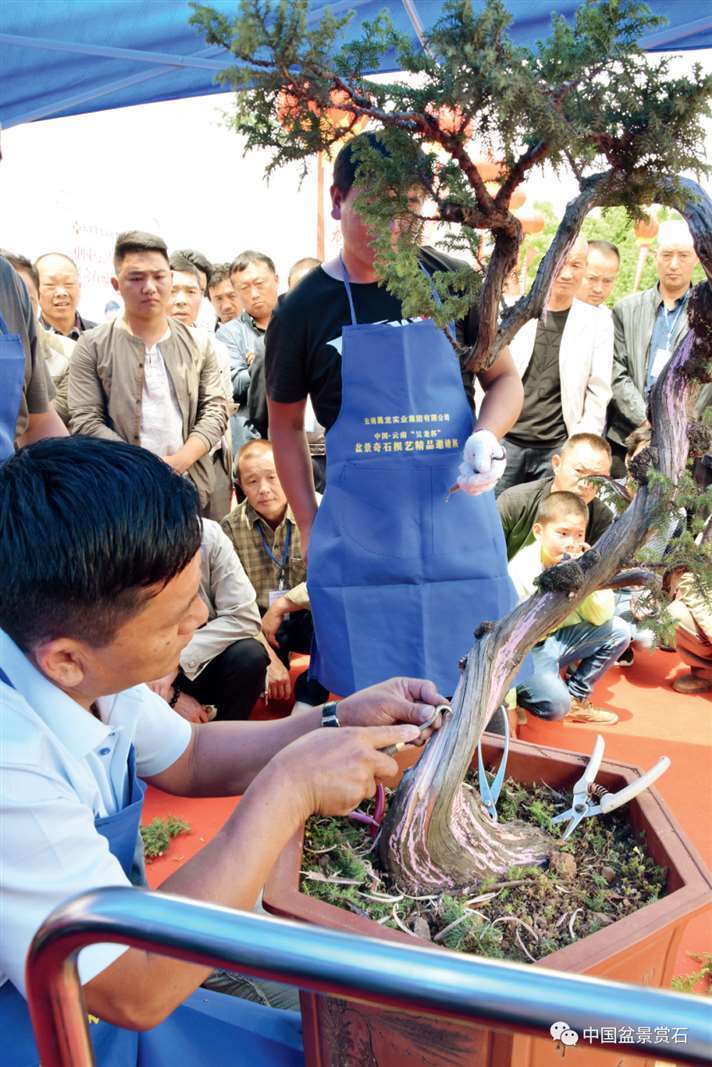 图解 樊顺利怎么制作高山柏盆景的25个步骤