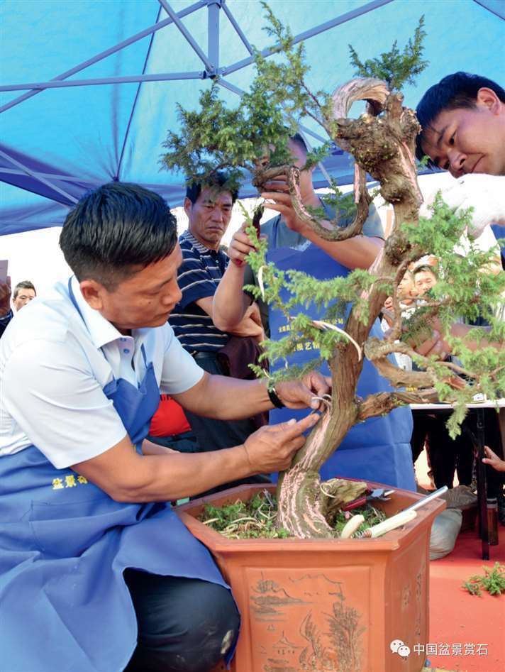 图解 樊顺利怎么制作高山柏盆景的25个步骤