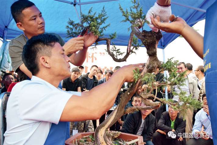 图解 樊顺利怎么制作高山柏盆景的25个步骤