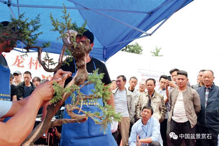 图解 樊顺利怎么制作高山柏盆景的25个步骤