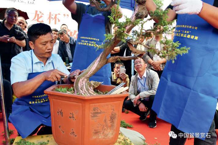 图解 樊顺利怎么制作高山柏盆景的25个步骤