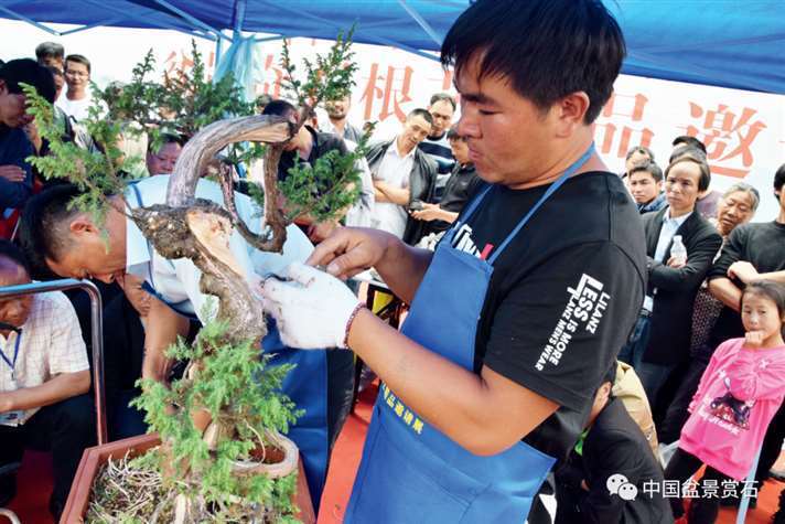 图解 樊顺利怎么制作高山柏盆景的25个步骤