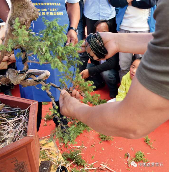 图解 樊顺利怎么制作高山柏盆景的25个步骤