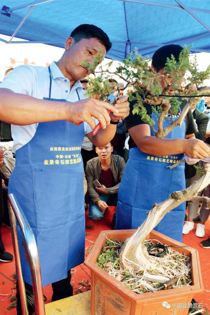 图解 樊顺利怎么制作高山柏盆景的25个步骤
