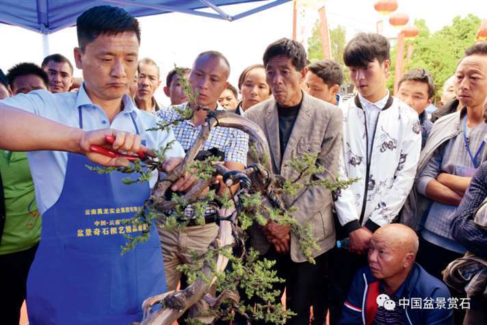 图解 樊顺利怎么制作高山柏盆景的25个步骤