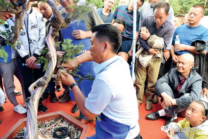 图解 樊顺利怎么制作高山柏盆景的25个步骤