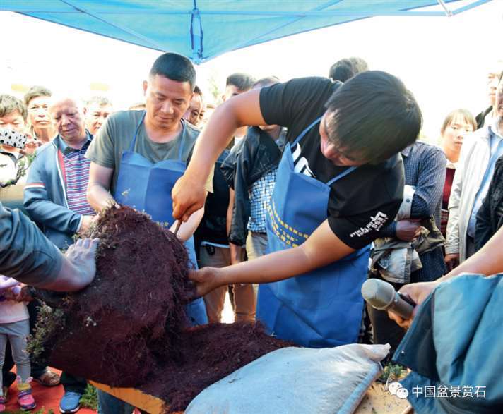 图解 樊顺利怎么制作高山柏盆景的25个步骤