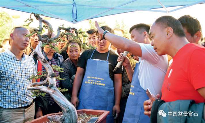 图解 樊顺利怎么制作高山柏盆景的25个步骤