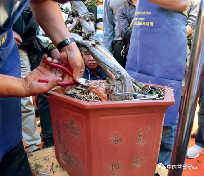 图解 樊顺利怎么制作高山柏盆景的25个步骤