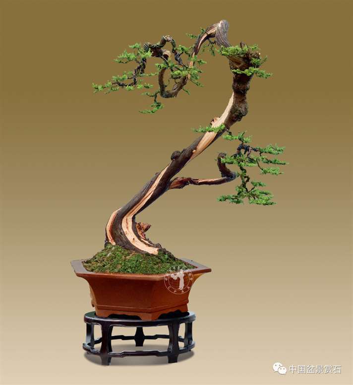 图解 樊顺利怎么制作高山柏盆景的25个步骤