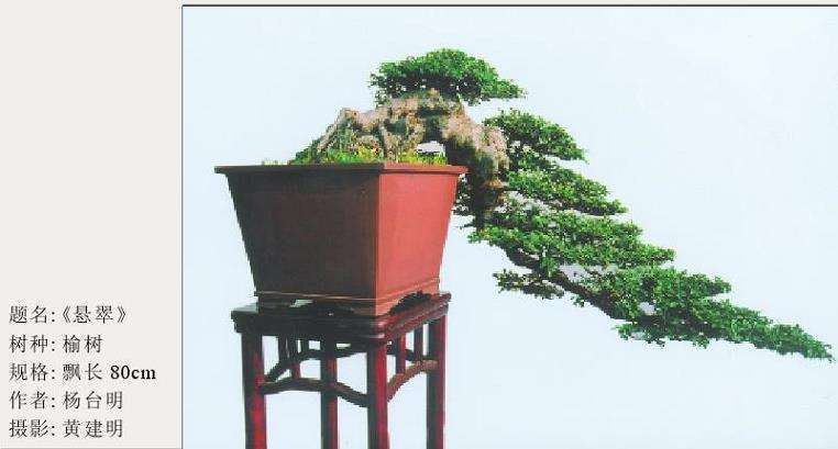 榆树盆景《悬翠》曾在本刊2002年第二期上发表