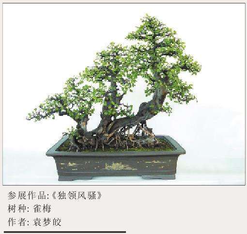 2005年 第三届金华盆景苗交会