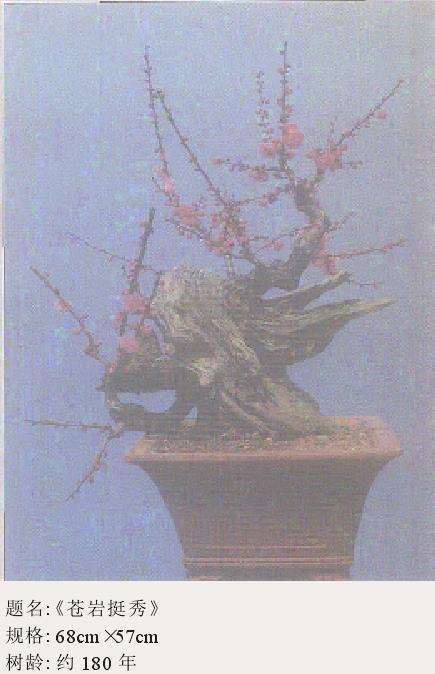 梅花盆景怎么嫁接培养的6个方法