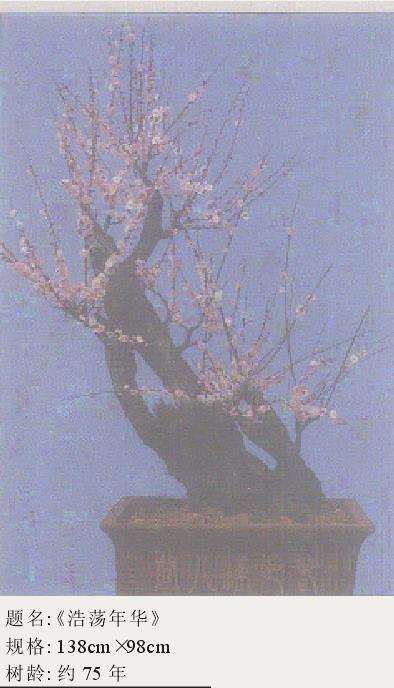 梅花盆景怎么嫁接培养的6个方法