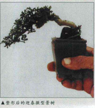 图解 微型盆景怎么电线绑扎的5个方法