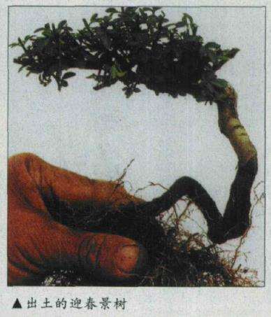 图解 微型盆景怎么电线绑扎的5个方法