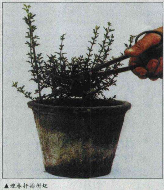 图解 微型盆景怎么电线绑扎的5个方法