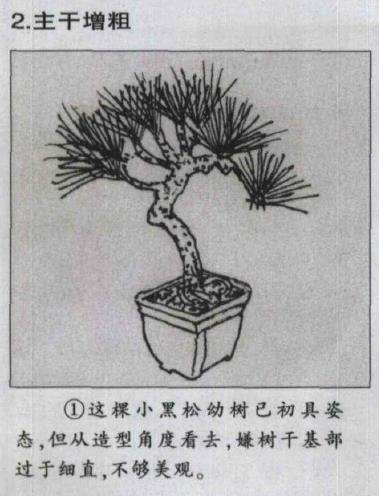 图解 微型盆景怎么电线绑扎的5个方法