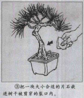 图解 微型盆景怎么电线绑扎的5个方法