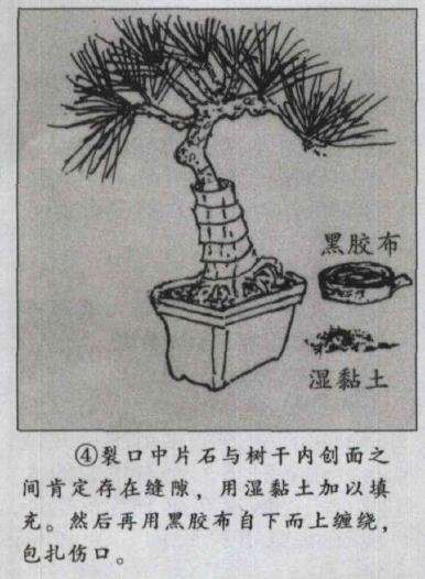 图解 微型盆景怎么电线绑扎的5个方法