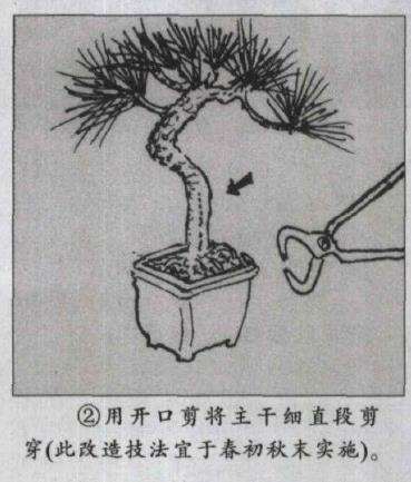 图解 微型盆景怎么电线绑扎的5个方法