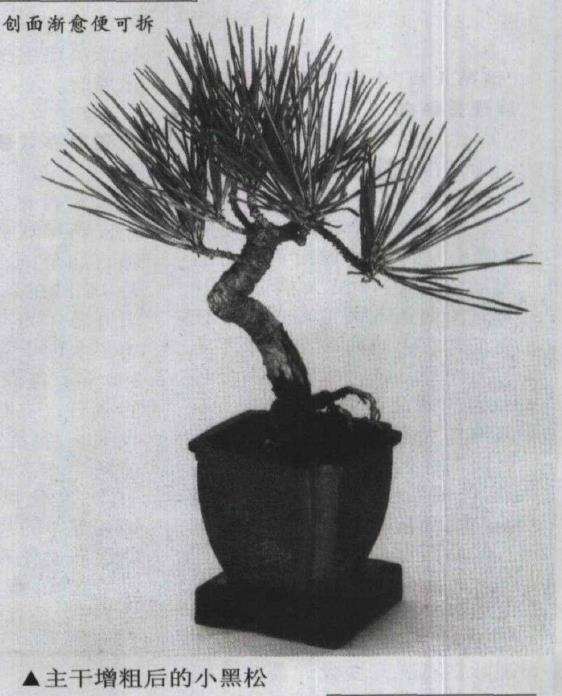 图解 微型盆景怎么电线绑扎的5个方法