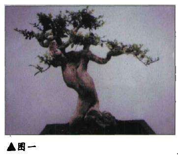 图解 鲁春来怎么制作山黄杨盆景的4个步骤