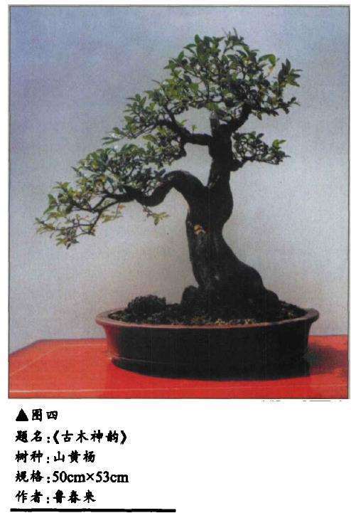 图解 鲁春来怎么制作山黄杨盆景的4个步骤