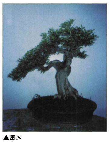 图解 鲁春来怎么制作山黄杨盆景的4个步骤