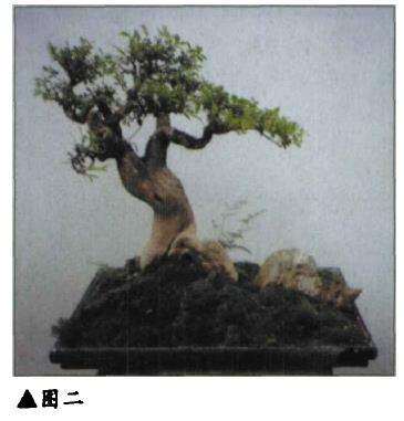 图解 鲁春来怎么制作山黄杨盆景的4个步骤