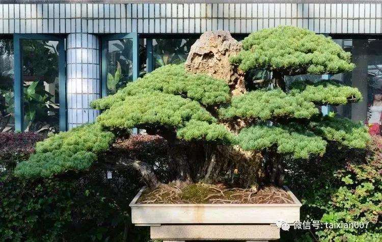 海派盆景研究中心于2005年12月3日在上海成立