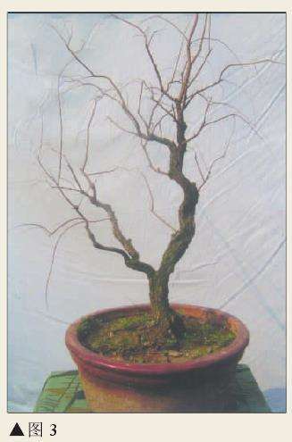 图解 肖遣怎么制作柽柳盆景的8个过程