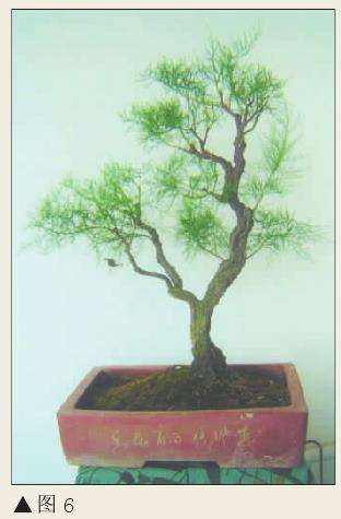 图解 肖遣怎么制作柽柳盆景的8个过程