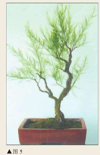 图解 肖遣怎么制作柽柳盆景的8个过程