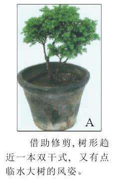 图解 怎么制作一本双干式微型盆景的5个步骤