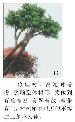 图解 怎么制作一本双干式微型盆景的5个步骤