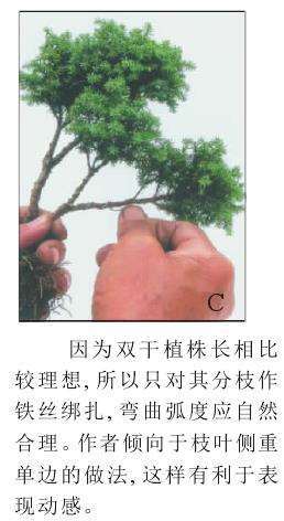 图解 怎么制作一本双干式微型盆景的5个步骤