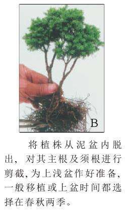 图解 怎么制作一本双干式微型盆景的5个步骤