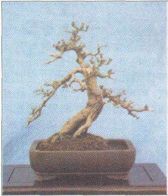 图解 曾宪烨怎么给盆景小修的方法