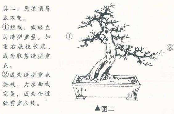 图解 曾宪烨怎么给盆景小修的方法