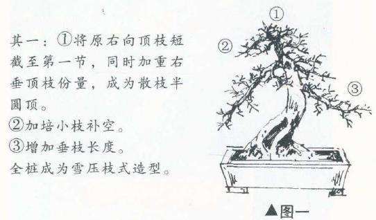 图解 曾宪烨怎么给盆景小修的方法