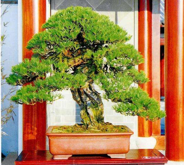 2022年 上海市盆景赏石展