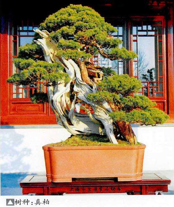 2022年 上海市盆景赏石展