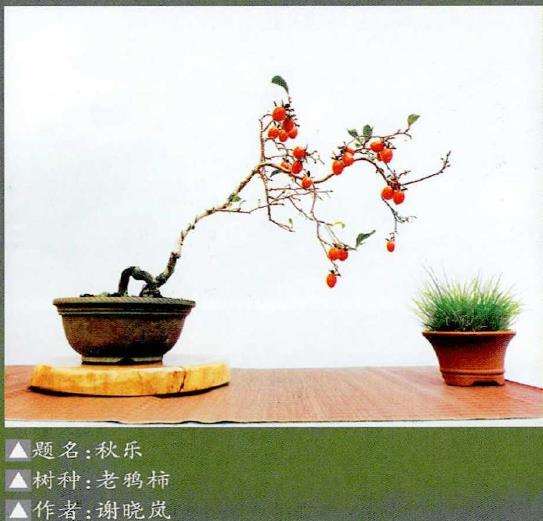 2022年 福鼎市柏柳村首次举办盆景展