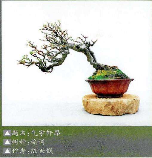 2022年 福鼎市柏柳村首次举办盆景展