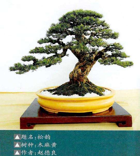 2022年10月 如皋全国精品盆景展