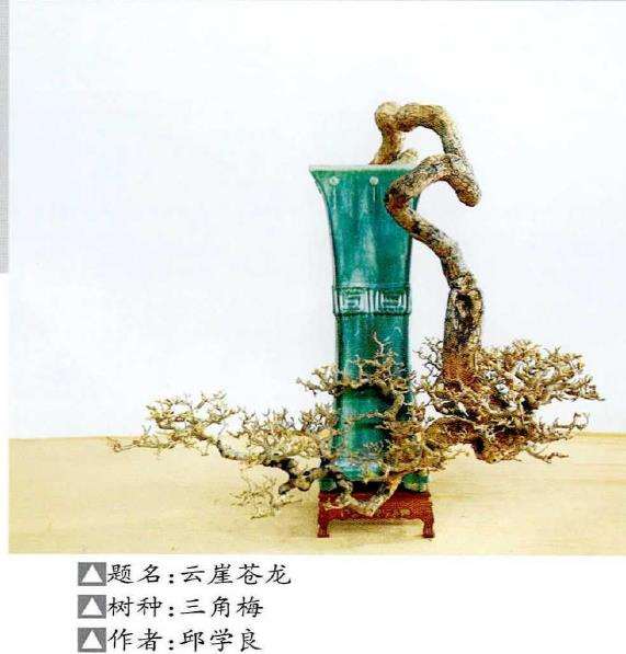 2022年10月 如皋全国精品盆景展