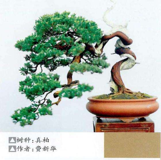 2022年 浙江安吉县第十五届盆景展