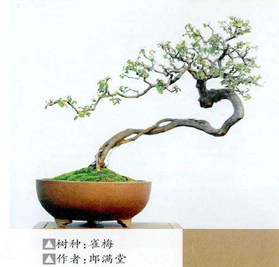 2022年 浙江安吉县第十五届盆景展