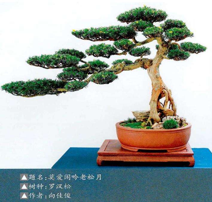 2022年 成都市第二十四届盆景展